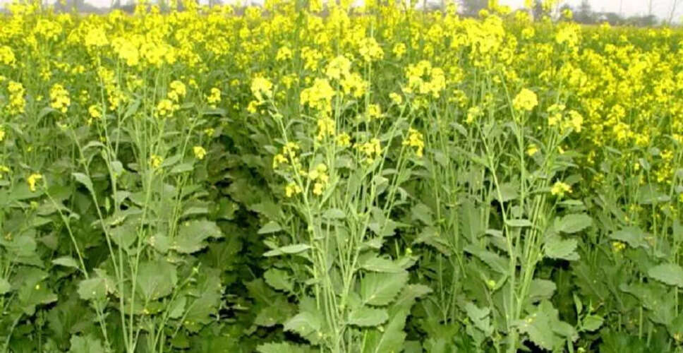 Karoli&nbsp;क्षेत्रफल के साथ बढ़ रहा सरसों का उत्पादन, तेल इकाइयां बढ़ाने की जरूरत