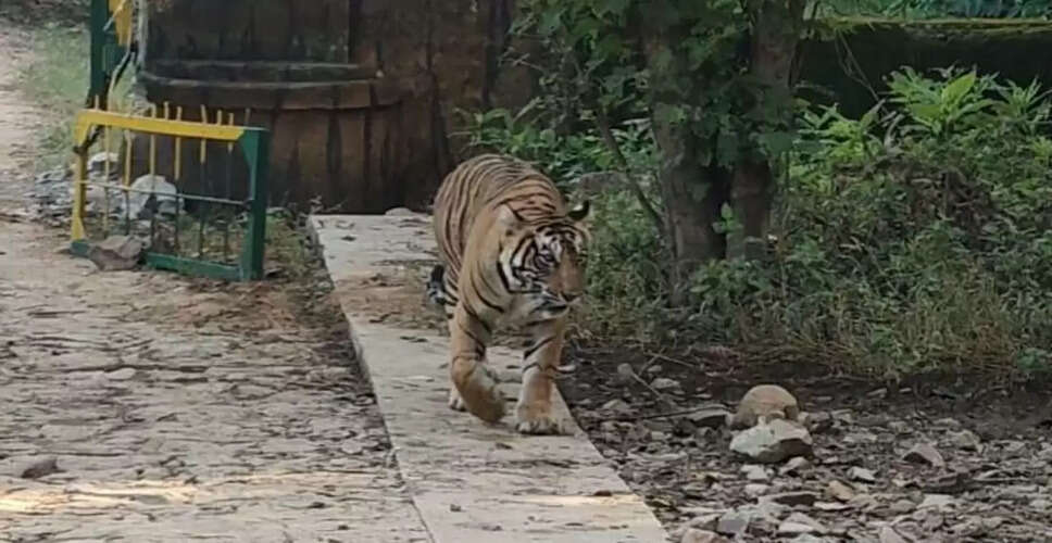 रणथंभौर अभ्यारण्य में फिर बढ़ा बाघों का कुनबा!&nbsp;बाघिन आरबीटी-2313 ने दो शावकों को दिया जन्म, जाने अब कितनी हुई संख्या&nbsp;