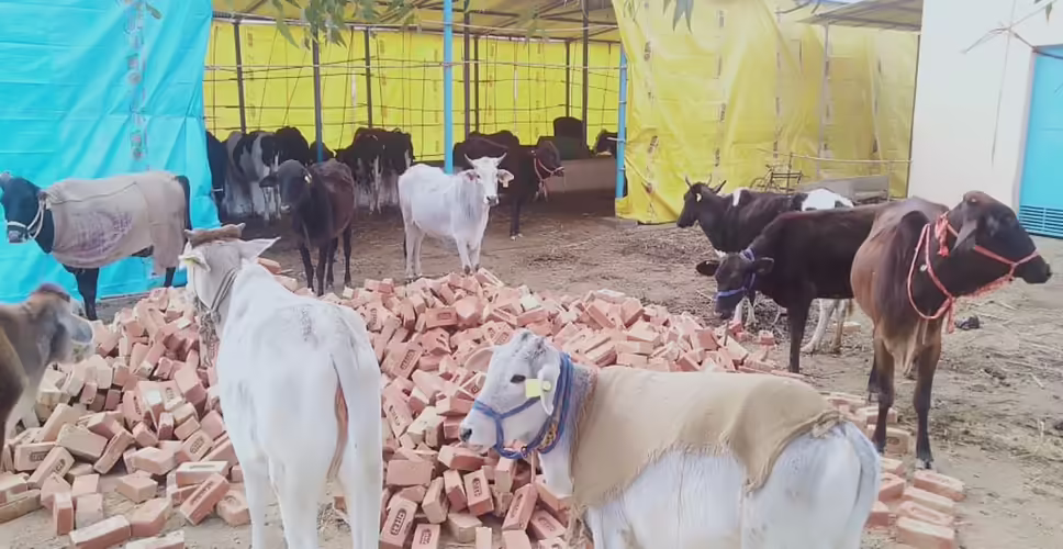 कड़ाके की ठंड से जनजीवन बेहाल, गौशालाओं में गोवंश पर मंडराने लगा खतरा