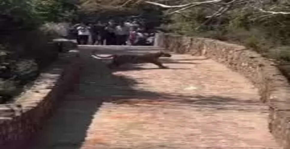 सवाई माधोपुर में रणथंभोर की बाघिन &lsquo;सुल्ताना&rsquo; फिर सड़क पर दिखी, श्रद्धालु और पर्यटक रहे दंग