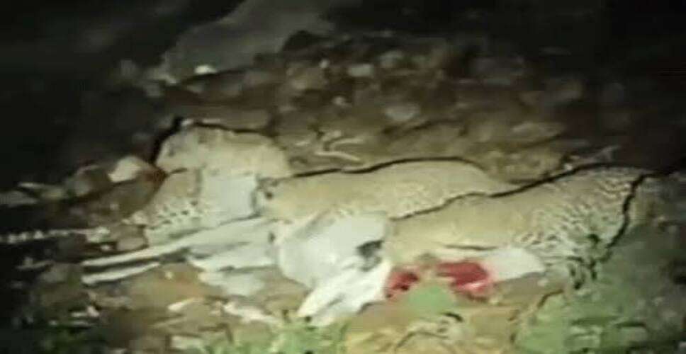 Alwar News: सरिस्का में एक साथ दिखे तीन लेपर्ड, सड़क किनारे बकरी का शिकार करते कैमरे में कैद; श्रद्धालुओं ने बनाया वीडियो