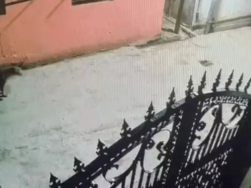 सवाई माधोपुर के पुराने शहर में फिर दिखा लेपर्ड, लोगों में दहशत