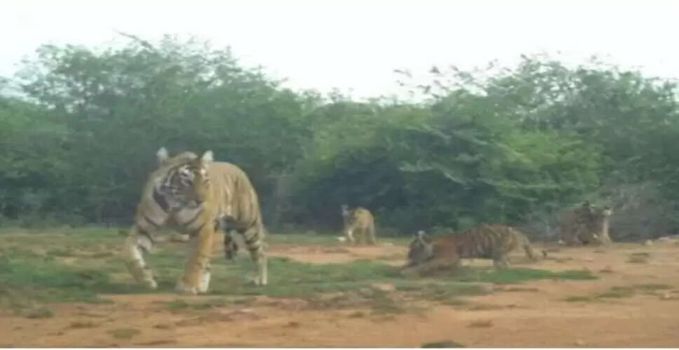 सरिस्का टाइगर रिजर्व का शावक परिवार 10 किमी दूर बांदीकुई के गांवों में, वन विभाग ने की पगमार्ग से पुष्टि 
