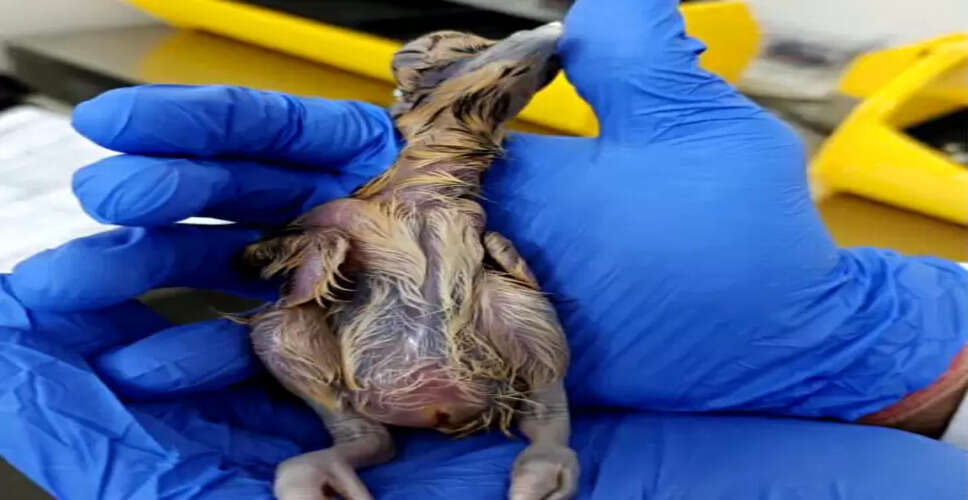 भारत ने रचा इतिहास! AI तकनीक से जैसलमेर में तीसरे गोडावण का जन्म, अब बढ़कर इतनी हुई कुल संख्या