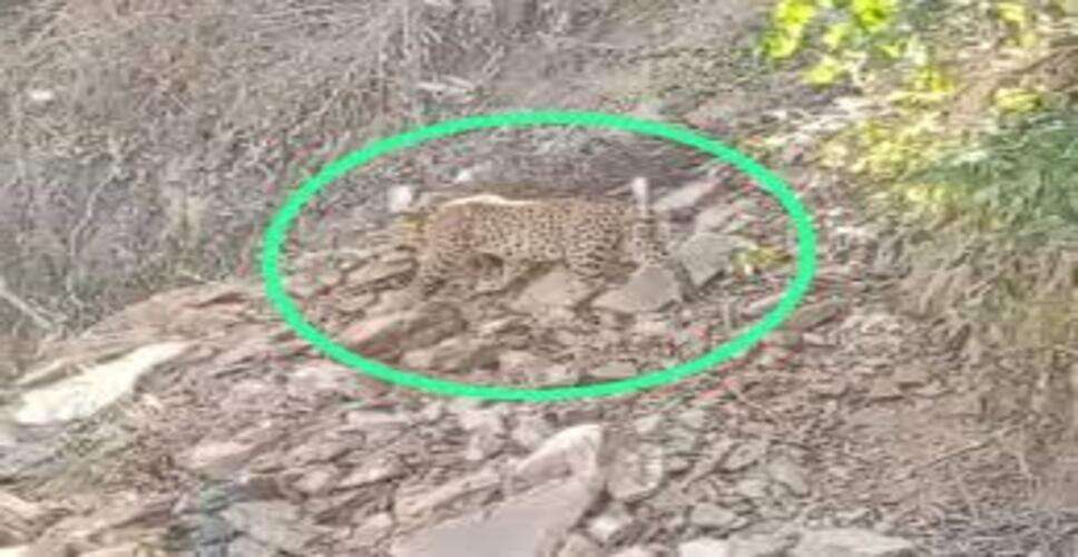 उदयपुर में कार की टक्कर से घायल हुआ लेपर्ड, रेस्क्यू के दौरान वनकर्मी पर किया हमला