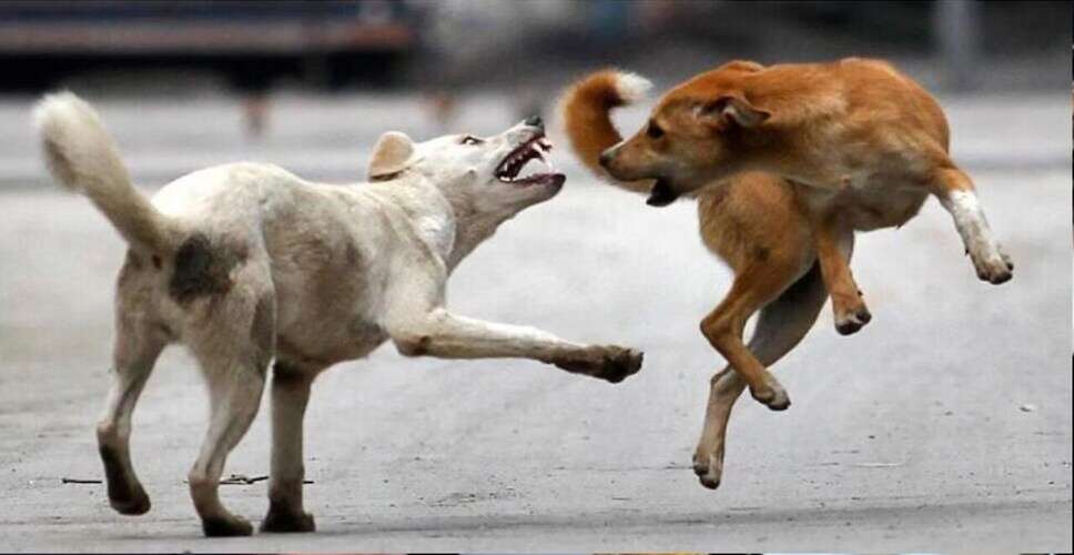 आवारा कुत्तों के हमले में 8 साल की बच्ची गंभीर घायल, गांव में दहशत