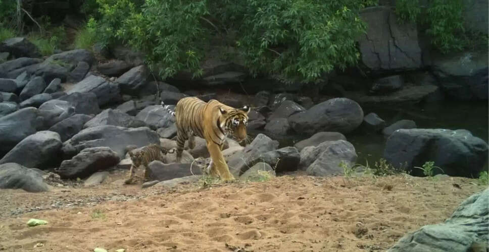 रणथंभौर में फिर बढ़ा बाघों का कुनबा!&nbsp;बाघिन RBT-135 ने दो शावकों को दिया जन्म, कैमरा ट्रैप में पहली बार नजर आए नन्हे शिकारी