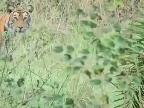 सरिस्का के जंगल में दिखे 3 नए शावक, टाइगरों की संख्या बढ़कर 52 हुई
