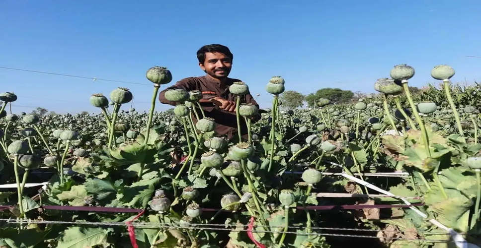 Pratapgarh कांठल में औषधीय एवं व्यापारिक फसलों पर जोर, बढ़ रहा है रुझान