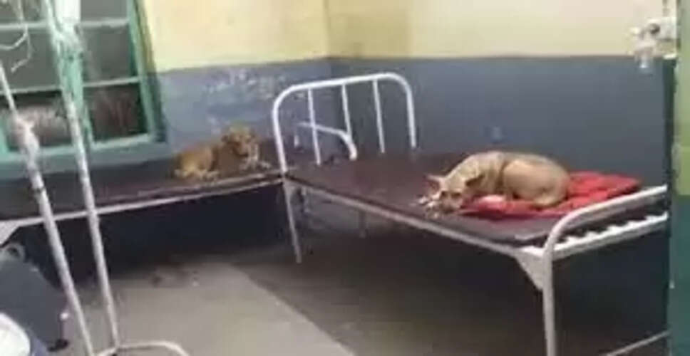 Nagaur&nbsp;संखवास में कुत्ते पाल रहे डॉक्टर, कमरों में भरा कबाड़