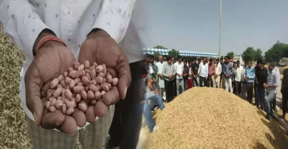 Churu मूंगफली खरीद केंद्र की मांग को लेकर सरदार नगर में किसानों ने किया धरना-प्रदर्शन 