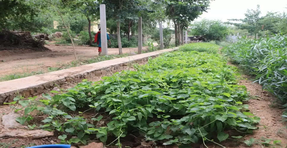Sikar श्रीमाधोपुर की वन नर्सरी पहुंचे संभागीय मुख्य वन संरक्षक बोले,  हर घर पौधों का शत-प्रतिशत वितरण हो 