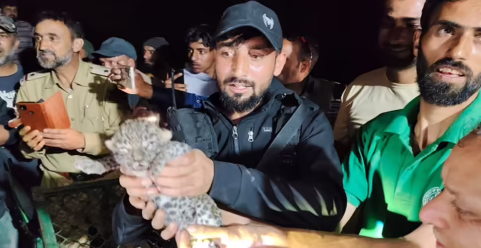 बारामुला में घर में घुसी मादा तेंदुआ और तीन शावक, वन विभाग ने किया सुरक्षित रेस्क्यू