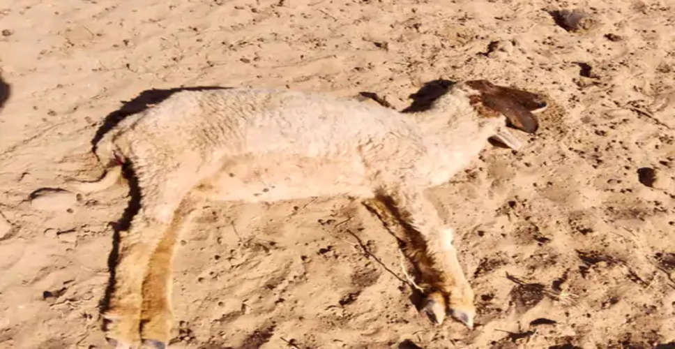 Jaisalmer मोकलात गांव में करंट लगने से आग लगने से घरेलू सामान समेत एक भेड़ की मौत हो गई.