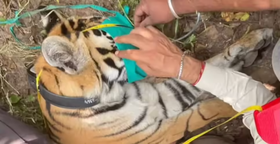 राजस्थान में बाघों की नस्ल सुधार के लिए पेंच टाइगर रिजर्व से बाघिन 'पीएन-224' का स्वागत