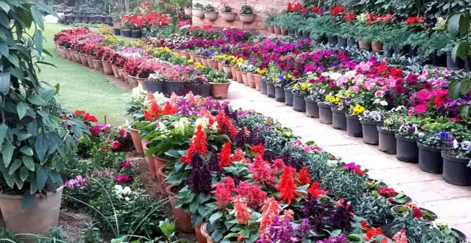 Dholpur अब हर पौधे का देना होगा हिसाब, प्रशासन कराएगा जियो टैगिंग