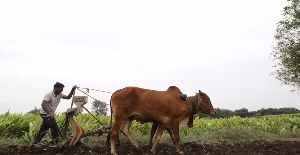 Churu पिछले साल की रबी फसल का किसानों को अब मिलेगा बकाया बीमा क्लेम
