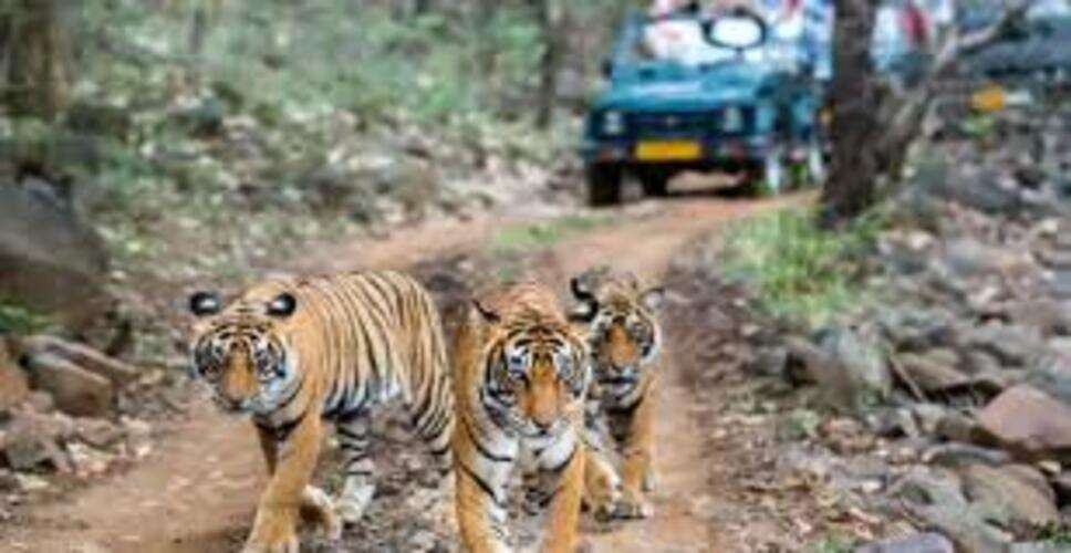 रणथंभौर टाइगर रिजर्व में चिंता: दो बाघिन लापता, वन विभाग ने शुरू किया सघन सर्च ऑपरेशन