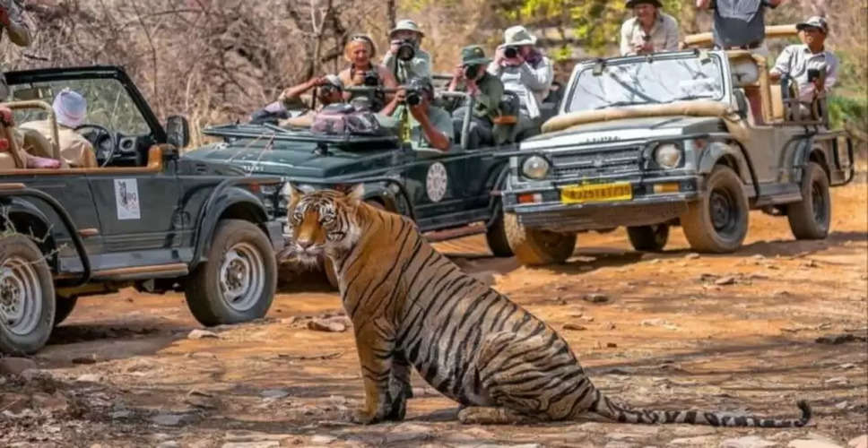 राजस्थान के टाइगर रिजर्व में रणथंभौर, सरिस्का टाइगर पार्क 1 जुलाई से बंद, जानें वजह 