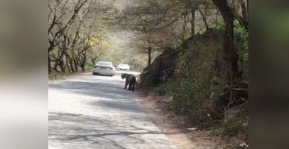 रणथम्भौर में रोमांचक नज़ारा, त्रिनेत्र गणेश मंदिर मार्ग पर सड़क पर दिखा टाइगर &lsquo;आरबीटी-2511 मलंग&rsquo;