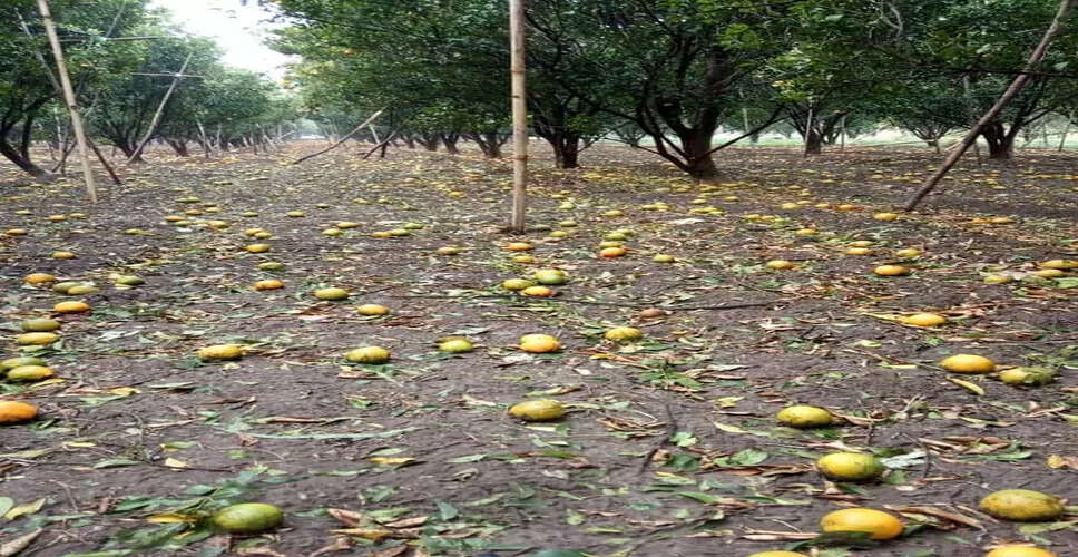 Jhalawar संतरे को लगी नजर, किसानों ने काट दिए बगीचे