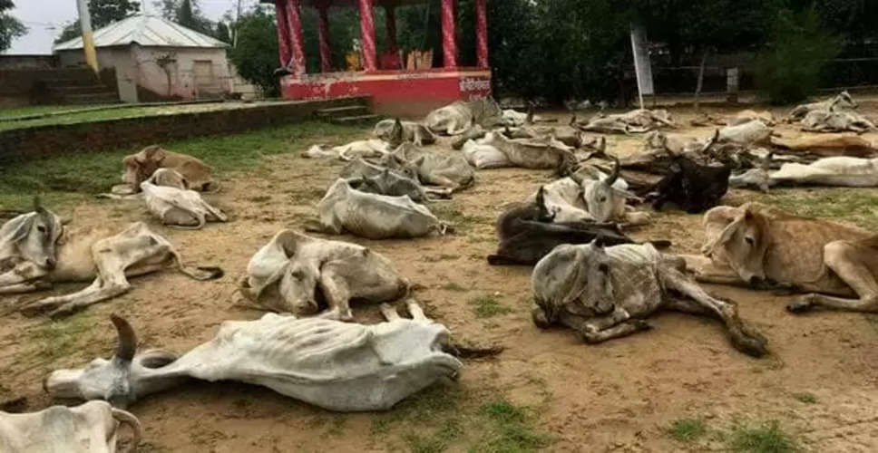  Jalore में गायों की मौत के बाद गोशाला प्रबंधन ने पंचायत और प्रशासन पर लापरवाही बरतने का लगाया आरोप, 1 महीने में 120 गोवंश की मौत