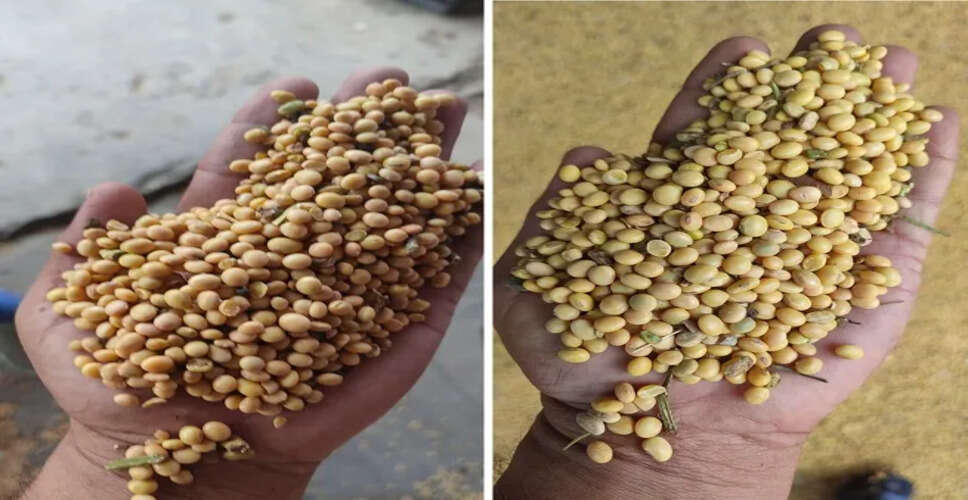 Kota&nbsp;मंडी भाव, आवक की कमी से सोयाबीन और सरसों में तेजी