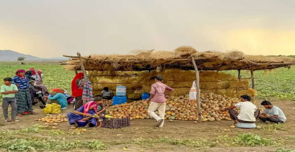खरबूजे की खेती ने राजस्थान के इस गाँव के 300 परिवारों की बदली किस्मत! लाखों में हो रही कमाई, 3 राज्यों में सप्लाई