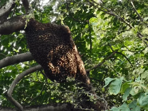 शेरगढ़ अभयारण्य में हरियाली बचाने का अनोखा प्रयास, लगाए गए मधुमक्खियों के छत्ते