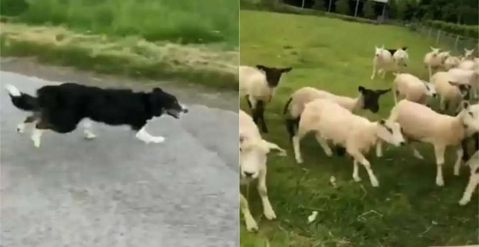 Churu में कुत्तो के झुंड बना रहे है भेड़-बकरियों को अपना शिकार, पशुपालक परेशान 