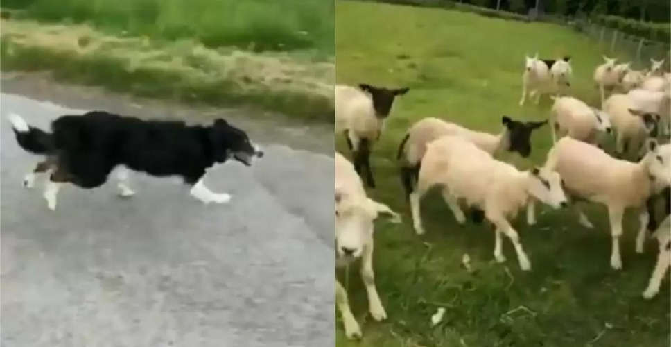 Churu में कुत्तो के झुंड बना रहे है भेड़-बकरियों को अपना शिकार, पशुपालक परेशान 