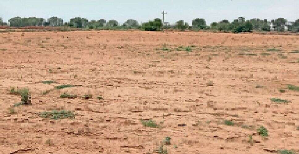 सवाईमाधोपुर में कुसुम (सैफ्लावर) की खेती से किसानों को नई उम्मीद, कम लागत में बेहतर मुनाफे की संभावना