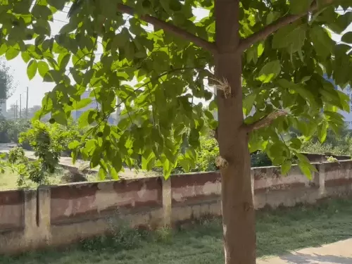 अलवर में बारिश के बाद बढ़ी ठंड, आज सुबह मौसम खुला और निकली तेज धूप