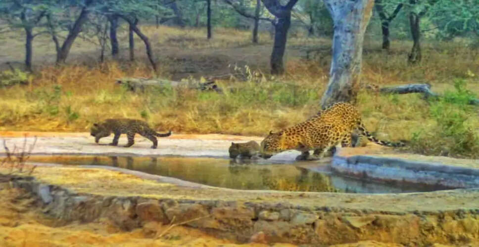 Sirohi राष्ट्रीय उद्यान- विभिन्न प्रकार के वन्यजीवों का बसेरा