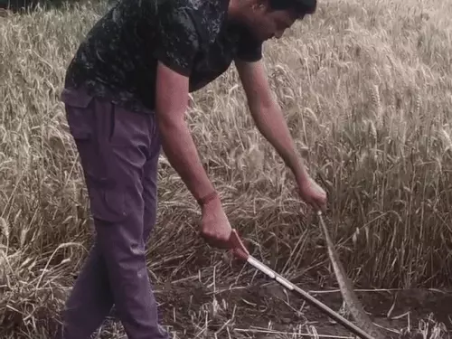 रणथंभौर में बड़ा हादसा टला, स्नेक मैन आवेश शर्मा ने रसेल वाइपर का किया सुरक्षित रेस्क्यू