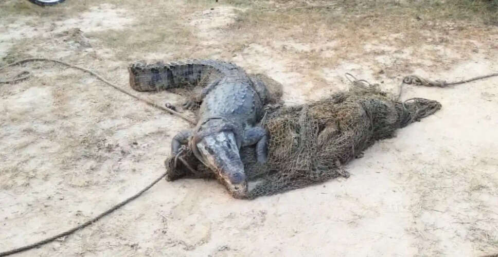 Karoli&nbsp;अरोरा गांव में आबादी क्षेत्र में घुसा मगरमच्छ, फैली दहशत