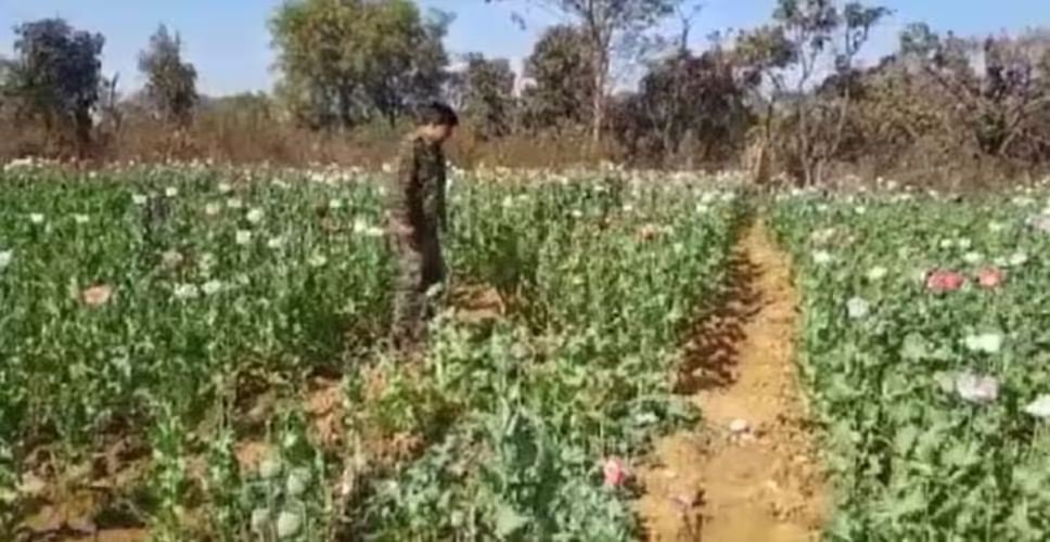राजस्थान में पुलिस ने किया अफीम की खेती का भंडाफोड़, किसान गिरफ्तार