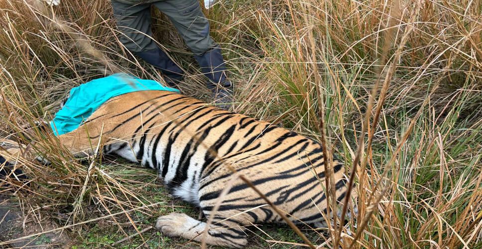 सवाई माधोपुर के रणथंभौर टाइगर रिजर्व से एक बार फिर एक टाइगर को दूसरे रिजर्व में शिफ्ट किया गया है। शुक्रवार सुबह खंडार रेंज के लाहपुर वन क्षेत्र में टाइगर टी-2408 को ट्रेंकुलाइज कर सुरक्षित तरीके से नए रिजर्व के लिए रवाना किया गया। वन विभाग ने बताया कि इस शिफ्ट का उद्देश्य टाइगर की सेहत और विभिन्न रिजर्वों में जैविक संतुलन बनाए रखना है।  सूत्रों के अनुसार, टाइगर टी-2408 को सुबह के समय ट्रेंकुलाइज किया गया और उसे हेलीकॉप्टर के माध्यम से दूसरे रिजर्व तक ले जाया गया। वन अधिकारियों ने पूरी प्रक्रिया में सुरक्षा और टाइगर की आरामदायक स्थिति को प्राथमिकता दी। ट्रांसपोर्ट के दौरान वन विभाग के अनुभवी अधिकारी और चिकित्सक मौजूद रहे।  रणथंभौर टाइगर रिजर्व के प्रमुख ने बताया कि टी-2408 को पिछले कुछ समय से नए क्षेत्रों में जीवविविधता और प्रजनन को संतुलित करने के लिए शिफ्ट किया गया है। उन्होंने कहा, &ldquo;इस तरह के शिफ्ट से न केवल टाइगर के क्षेत्रीय दबाव को कम किया जाता है, बल्कि दूसरे रिजर्व में टाइगर की उपस्थिति से शिकार और वन्यजीव संतुलन बनाए रखने में मदद मिलती है।&rdquo;  वन विभाग के अनुसार, टाइगर शिफ्टिंग की प्रक्रिया बेहद सावधानीपूर्वक और वैज्ञानिक ढंग से की जाती है। ट्रेंकुलाइजेशन के दौरान टाइगर को तनाव से बचाने के लिए विशेष दवाओं और तकनीकों का इस्तेमाल किया जाता है। इसके बाद उसे ट्रक या हेलीकॉप्टर के माध्यम से सुरक्षित स्थान पर पहुँचाया जाता है।  विशेषज्ञों का कहना है कि टाइगर को शिफ्ट करने के पीछे दो प्रमुख उद्देश्य होते हैं। पहला, रणथंभौर रिजर्व में टाइगर की संख्या को नियंत्रित करना ताकि खाद्य और शिकार का संतुलन बना रहे। दूसरा, अन्य रिजर्वों में कमजोर या घातक टाइगरों की आबादी बढ़ाना, जिससे वहां जैविक संतुलन और पारिस्थितिकी का संरक्षण हो।  स्थानीय वन रक्षक और अधिकारी इस प्रक्रिया के दौरान चौकस रहे। उन्होंने पूरे इलाके को नियंत्रित किया और सुनिश्चित किया कि न तो टाइगर को कोई चोट पहुंचे और न ही पर्यावरण को कोई नुकसान हो। वन्यजीव प्रेमियों और फोटोग्राफरों को भी ट्रांसपोर्ट के दौरान सुरक्षित दूरी बनाए रखने के लिए कहा गया।  रणथंभौर टाइगर रिजर्व में पिछले कुछ वर्षों में कई टाइगरों को अन्य रिजर्वों में शिफ्ट किया जा चुका है। विशेषज्ञों का कहना है कि यह प्रबंधन नीति संरक्षण और प्रजनन रणनीति का हिस्सा है। इस तरह की पहल से टाइगर की संख्या संतुलित रहती है और उनकी प्राकृतिक जीवनशैली प्रभावित नहीं होती।  वन विभाग ने आम जनता से अपील की है कि टाइगर शिफ्टिंग के दौरान किसी भी तरह की अफवाहों पर विश्वास न करें और वन्यजीवों के संरक्षण में सहयोग दें। उन्होंने कहा कि ऐसी गतिविधियां पूरी तरह से वैज्ञानिक आधार और सुरक्षा मानकों के तहत की जाती हैं।  इस प्रकार, रणथंभौर टाइगर रिजर्व से टाइगर टी-2408 का शिफ्टिंग सफलतापूर्वक संपन्न हुई। यह कदम टाइगर संरक्षणसवाई माधोपुर के रणथंभौर टाइगर रिजर्व से एक बार फिर एक टाइगर को दूसरे रिजर्व में शिफ्ट किया गया है। शुक्रवार सुबह खंडार रेंज के लाहपुर वन क्षेत्र में टाइगर टी-2408 को ट्रेंकुलाइज कर सुरक्षित तरीके से नए रिजर्व के लिए रवाना किया गया। वन विभाग ने बताया कि इस शिफ्ट का उद्देश्य टाइगर की सेहत और विभिन्न रिजर्वों में जैविक संतुलन बनाए रखना है।  सूत्रों के अनुसार, टाइगर टी-2408 को सुबह के समय ट्रेंकुलाइज किया गया और उसे हेलीकॉप्टर के माध्यम से दूसरे रिजर्व तक ले जाया गया। वन अधिकारियों ने पूरी प्रक्रिया में सुरक्षा और टाइगर की आरामदायक स्थिति को प्राथमिकता दी। ट्रांसपोर्ट के दौरान वन विभाग के अनुभवी अधिकारी और चिकित्सक मौजूद रहे।  रणथंभौर टाइगर रिजर्व के प्रमुख ने बताया कि टी-2408 को पिछले कुछ समय से नए क्षेत्रों में जीवविविधता और प्रजनन को संतुलित करने के लिए शिफ्ट किया गया है। उन्होंने कहा, &ldquo;इस तरह के शिफ्ट से न केवल टाइगर के क्षेत्रीय दबाव को कम किया जाता है, बल्कि दूसरे रिजर्व में टाइगर की उपस्थिति से शिकार और वन्यजीव संतुलन बनाए रखने में मदद मिलती है।&rdquo;  वन विभाग के अनुसार, टाइगर शिफ्टिंग की प्रक्रिया बेहद सावधानीपूर्वक और वैज्ञानिक ढंग से की जाती है। ट्रेंकुलाइजेशन के दौरान टाइगर को तनाव से बचाने के लिए विशेष दवाओं और तकनीकों का इस्तेमाल किया जाता है। इसके बाद उसे ट्रक या हेलीकॉप्टर के माध्यम से सुरक्षित स्थान पर पहुँचाया जाता है।  विशेषज्ञों का कहना है कि टाइगर को शिफ्ट करने के पीछे दो प्रमुख उद्देश्य होते हैं। पहला, रणथंभौर रिजर्व में टाइगर की संख्या को नियंत्रित करना ताकि खाद्य और शिकार का संतुलन बना रहे। दूसरा, अन्य रिजर्वों में कमजोर या घातक टाइगरों की आबादी बढ़ाना, जिससे वहां जैविक संतुलन और पारिस्थितिकी का संरक्षण हो।  स्थानीय वन रक्षक और अधिकारी इस प्रक्रिया के दौरान चौकस रहे। उन्होंने पूरे इलाके को नियंत्रित किया और सुनिश्चित किया कि न तो टाइगर को कोई चोट पहुंचे और न ही पर्यावरण को कोई नुकसान हो। वन्यजीव प्रेमियों और फोटोग्राफरों को भी ट्रांसपोर्ट के दौरान सुरक्षित दूरी बनाए रखने के लिए कहा गया।  रणथंभौर टाइगर रिजर्व में पिछले कुछ वर्षों में कई टाइगरों को अन्य रिजर्वों में शिफ्ट किया जा चुका है। विशेषज्ञों का कहना है कि यह प्रबंधन नीति संरक्षण और प्रजनन रणनीति का हिस्सा है। इस तरह की पहल से टाइगर की संख्या संतुलित रहती है और उनकी प्राकृतिक जीवनशैली प्रभावित नहीं होती।  वन विभाग ने आम जनता से अपील की है कि टाइगर शिफ्टिंग के दौरान किसी भी तरह की अफवाहों पर विश्वास न करें और वन्यजीवों के संरक्षण में सहयोग दें। उन्होंने कहा कि ऐसी गतिविधियां पूरी तरह से वैज्ञानिक आधार और सुरक्षा मानकों के तहत की जाती हैं।  इस प्रकार, रणथंभौर टाइगर रिजर्व से टाइगर टी-2408 का शिफ्टिंग सफलतापूर्वक संपन्न हुई। यह कदम टाइगर संरक्षण और जैविक संतुलन बनाए रखने की दिशा में वन विभाग की सक्रियता को दर्शाता है। और जैविक संतुलन बनाए रखने की दिशा में वन विभाग की सक्रियता को दर्शाता है।