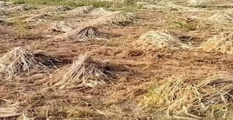 Sikar बारिश से खलिहानों में पड़ी फसलें खराब, किसानों को नुकसान 