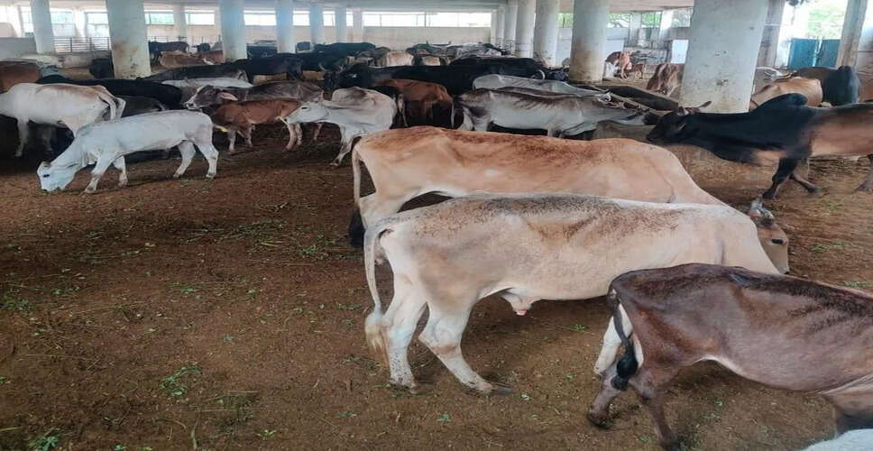 गोसेवा से शुरू हुई पहल बनी गौशाला का आधार, युवाओं ने लंपी वायरस के समय लिया बड़ा संकल्प