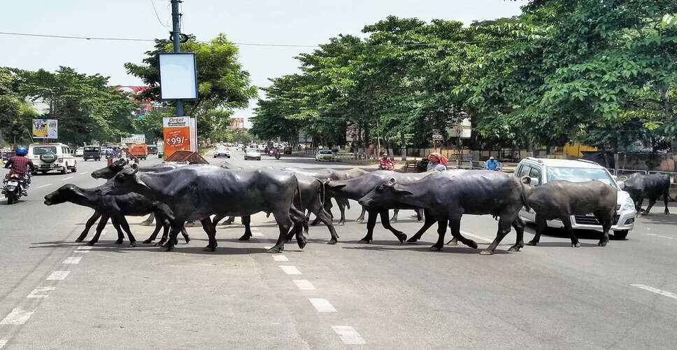 Rajasthan Breaking News: जयपुर में पशु रखने के लिए लाइसेंस बनाने के आदेश, पशुओं को सड़क पर आवारा छोड़ने पर 10 हजार का जुर्माना