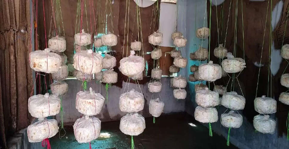 Bikaner में नवाचार के तौर पर लोगों ने घरों में बने कमरे में उगा दिए मशरूम, मोबाइल एप से घर बैठे ही मिल रही जानकारी