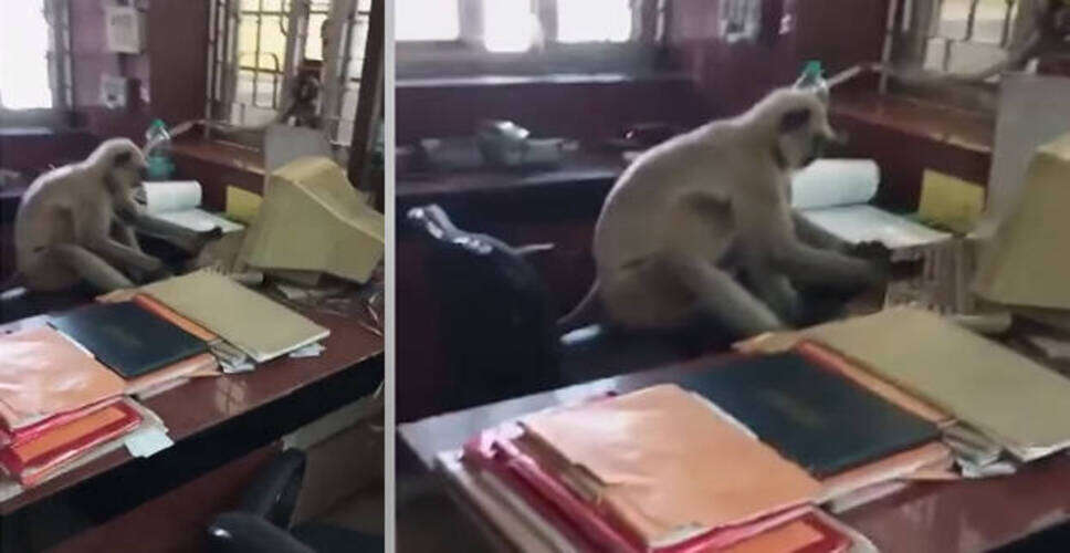 बीकानेर रेलवे स्टेशन पर बंदर का उत्पात, महिला को काटा, यात्री को गिराया