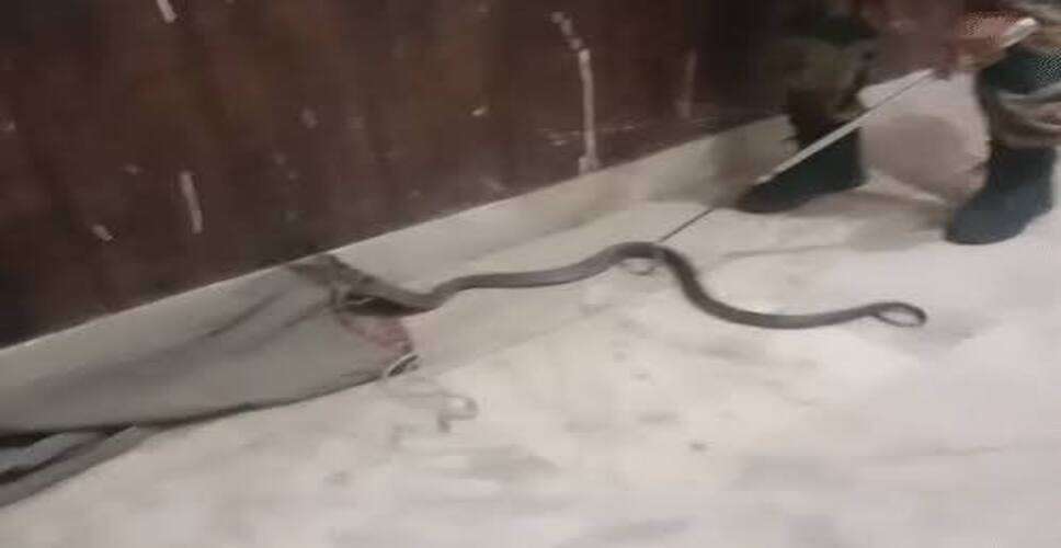 कोटा के बाल संप्रेषण गृह में घुसा 5 फीट लंबा ब्लैक कोबरा, रात 1 बजे मची अफरा-तफरी