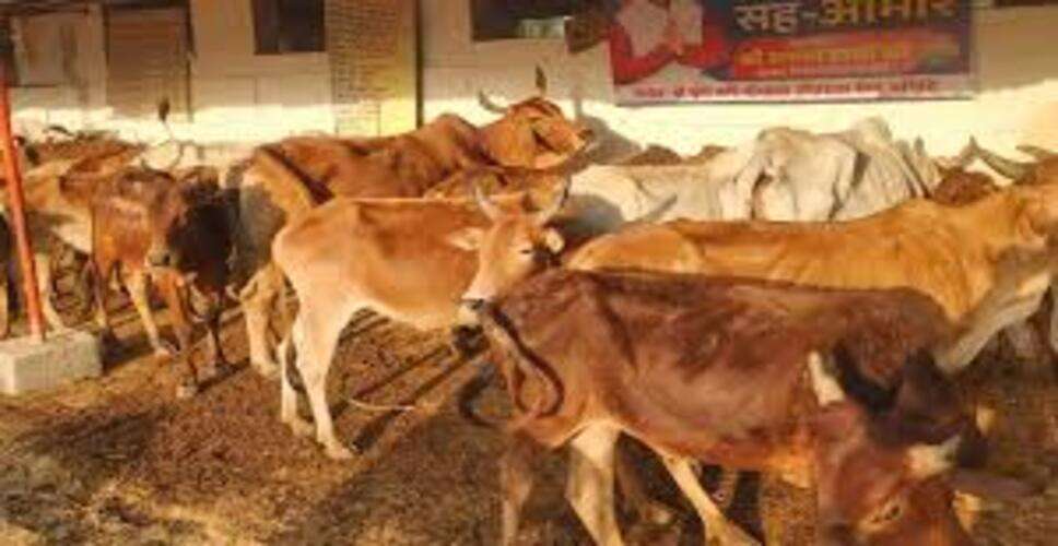 बिरमी की श्रीकृष्णा गोशाला का पशु चिकित्सा टीम ने किया सर्वे, व्यवस्थाओं का लिया जायजा