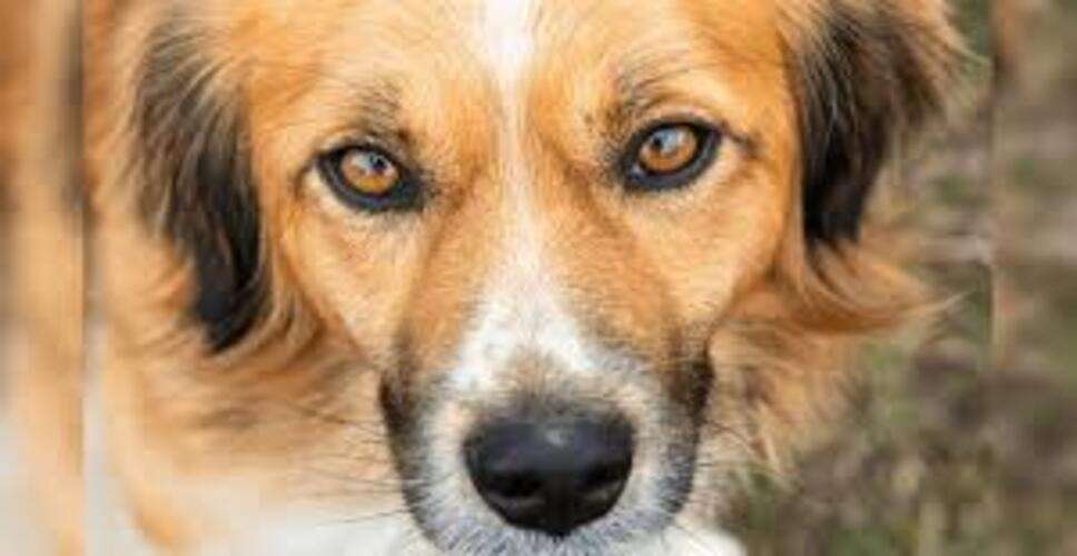 📰 सिरोही में आवारा कुत्ते का आतंक, 24 घंटे में 10 से अधिक लोग घायल, नगर परिषद ने किया रेस्क्यू