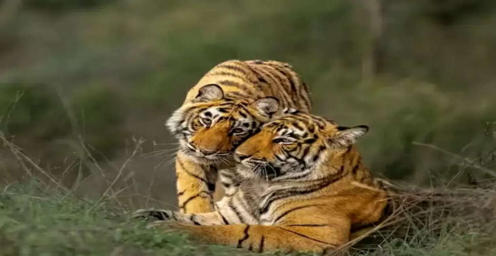 ST-30 और उसके तीन नन्हे शावक, Sariska Tiger Reserve में जंगल में देखी गयी बाघिन