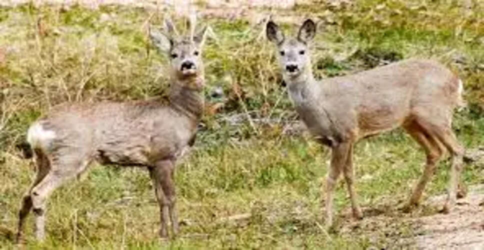 Chittorgarh का मृग वन-जहा पाए जाते है विभिन्न प्रजातियों के मृग