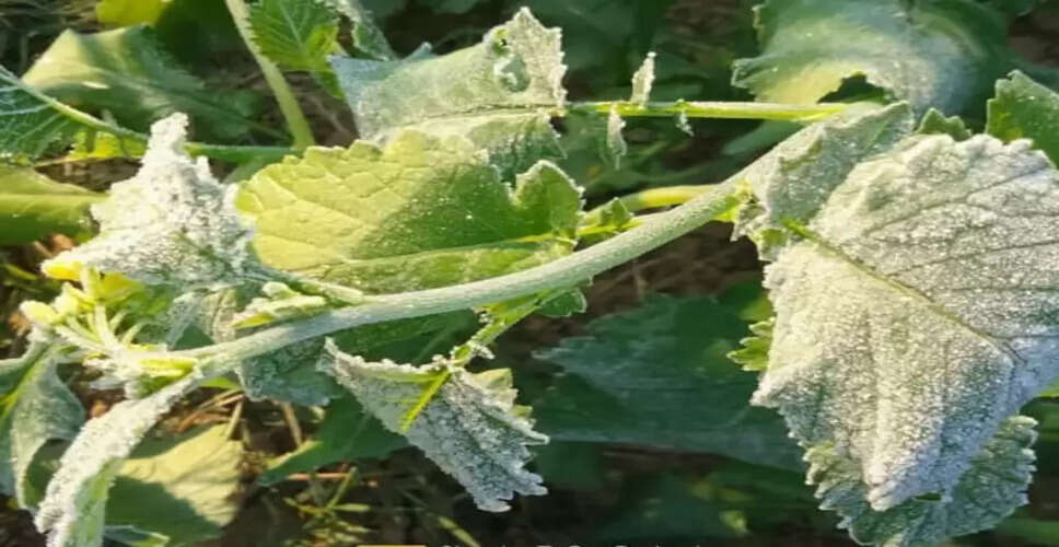 अलवर में पाला और ठंड का असर, खेतों में फसलों पर ओस और सरसों के दानों पर बर्फ जमी