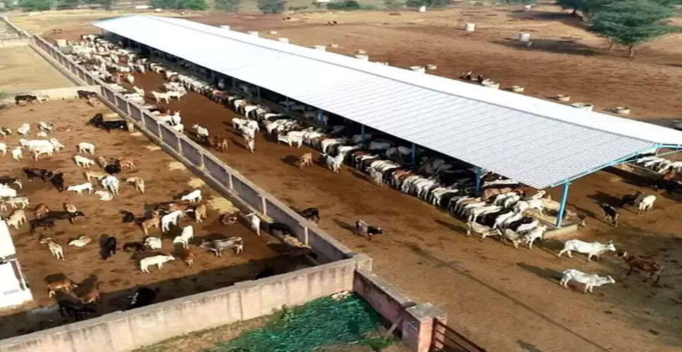 Rajasthan Breaking News: जयपुर की सबसे बड़ी हिंगोनिया गौशाला में पहुंचा लंपी वायरस, 55 से ज्यादा गायें लम्पी वायरस से हुई संक्रमित